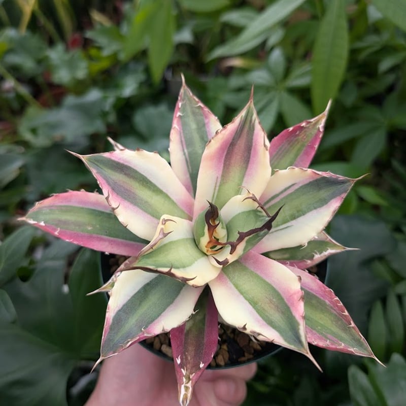 アガベ チタノタ スナグルトゥース ST17 | Mellow Yard