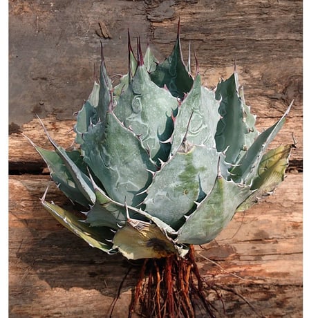 アガベ パラサナ グローブ agave parrasana globe【発根済】