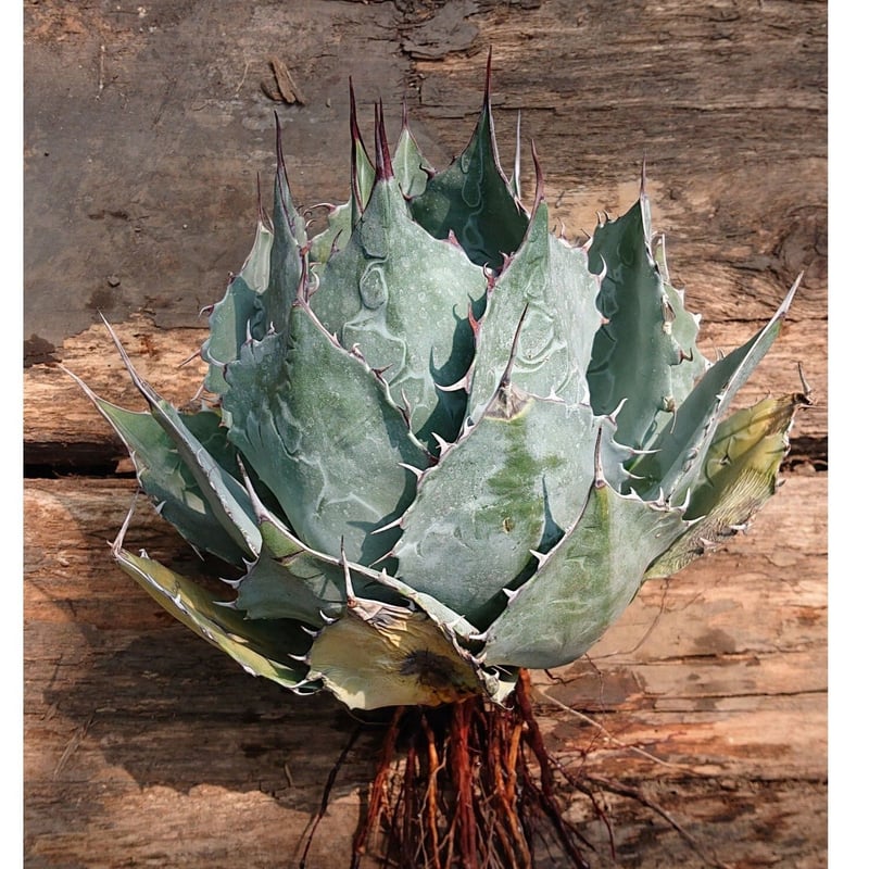 アガベ パラサナ グローブ agave parrasana globe【発根済 アガベ パラサナ グローブ agave parrasana globe【発根済