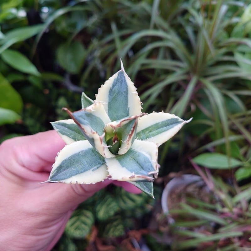 アガベ チタノタ スナグルトゥース ST16 | Mellow Yard