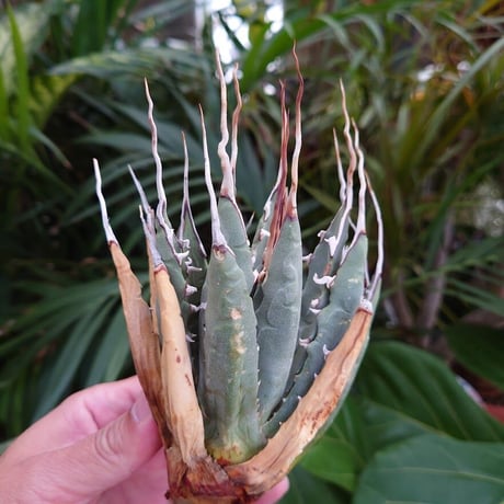 アガベ ユタエンシス ネバデンシス S3 Agave uthaensis var. nevadensis