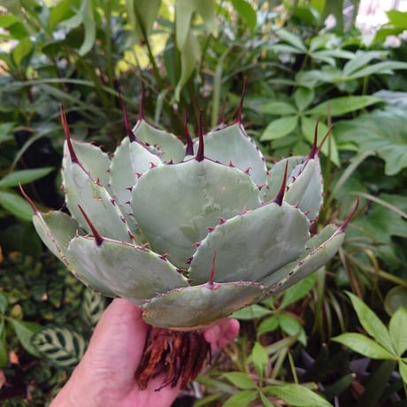 アガベ パリー トランカータ agave parryi truncata P3