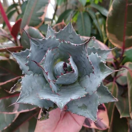 アガベ パラサナ グローブ agave parrasana globe P2