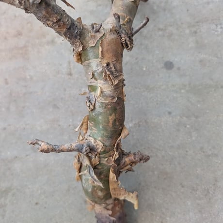 コミフォラ ピンネイトリーブス 1 Commiphora pinnate leaves