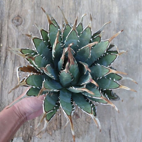 アガベ ユタエンシス ネバデンシス 2 Agave uthaensis var. nevadensis