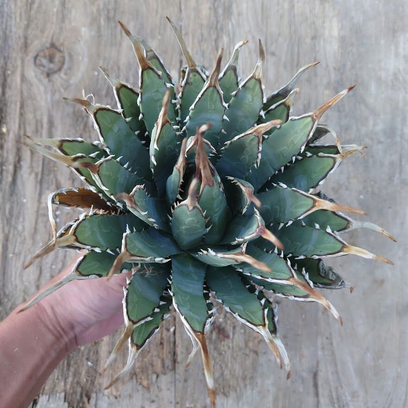 アガベ ユタエンシス ネバデンシス 2 Agave uthaensis var. nevade