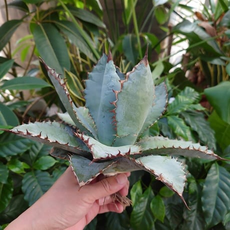 アガベ チタノタ ライオンズメーン メイン Agave titanota Lion's Mane  L10