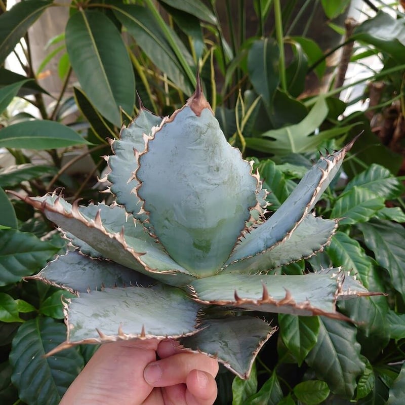 アガベ チタノタ ライオンズメーン メイン Agave titanota