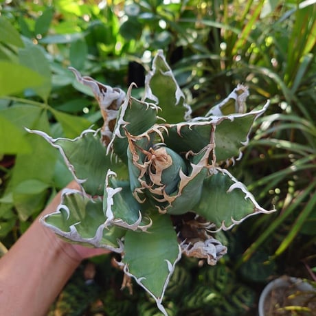 アガベ チタノタ オアハカ Agave titanota Oaxaca 17