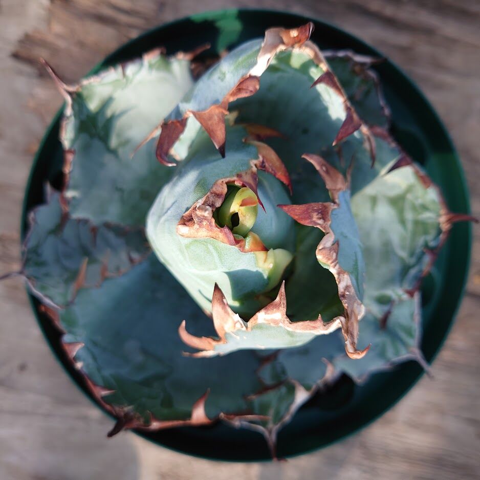 アガベ チタノタ ブラックアンドブルー Agave titanota アガベ チタノタ ブラックアンドブルー Agave titanota
