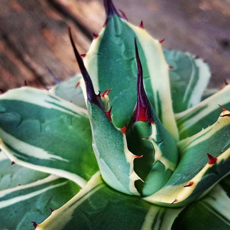 no.1 アガベ クリームスパイク Agave cream spike 【発根済】 | Mel
