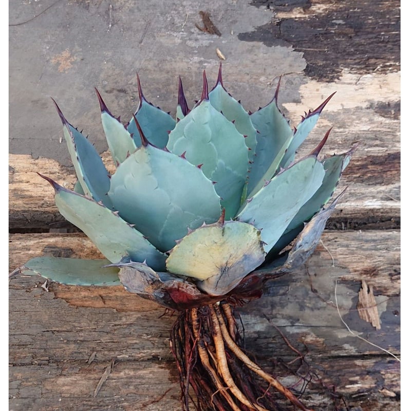 no.1 アガベ パリー トランカータ agave parryi truncata 【発根済】...