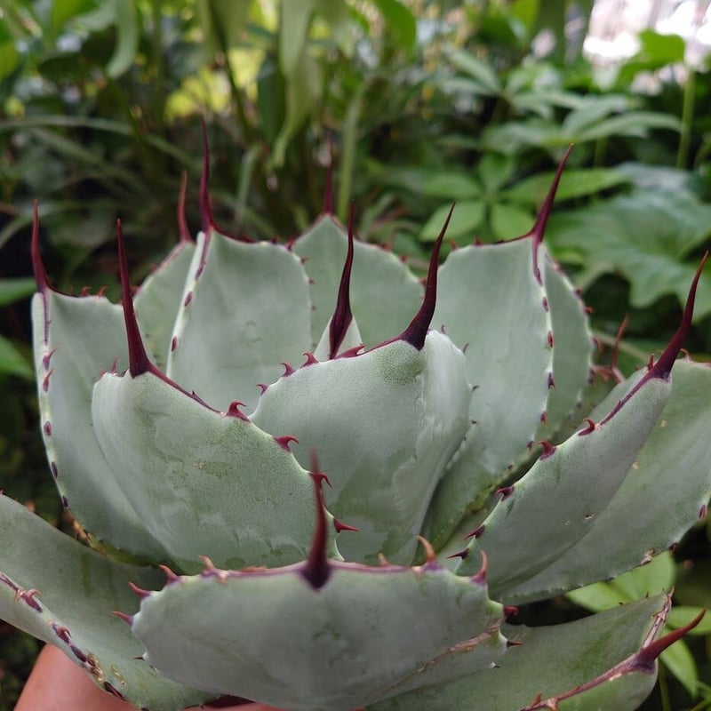 アガベ パリー トランカータ agave parryi truncata P3 | Mello