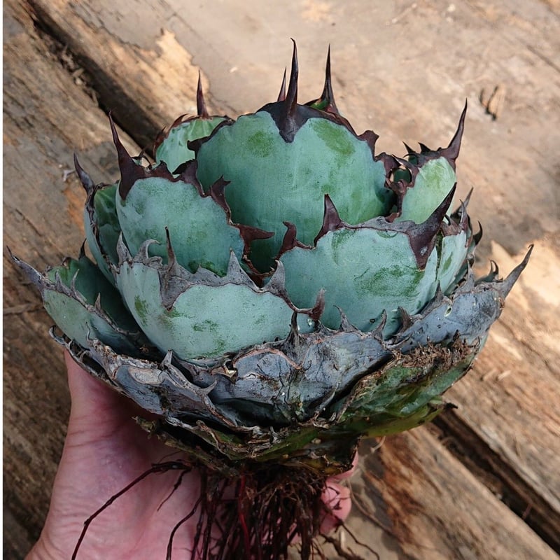 ネバデンシス × ブラックアンドブルー　bb 現品 極上個体【BB×ネバデンシス 】1 agave titanota LBP titanota