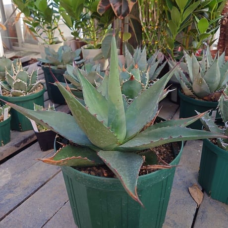 アガベ ジェントリー ジョーズ agave gentryi "Jaws" J2 【訳あり】