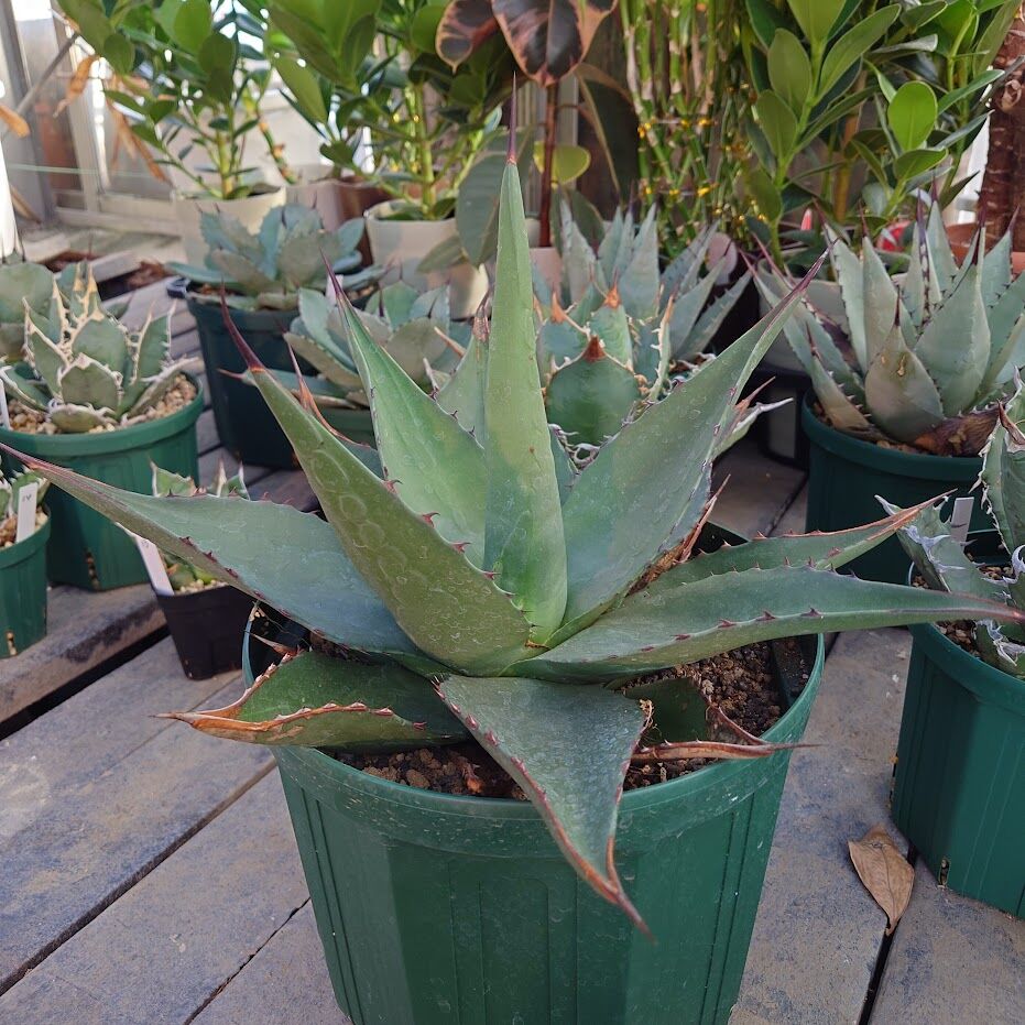 アガベ ジェントリー ジョーズ agave gentryi