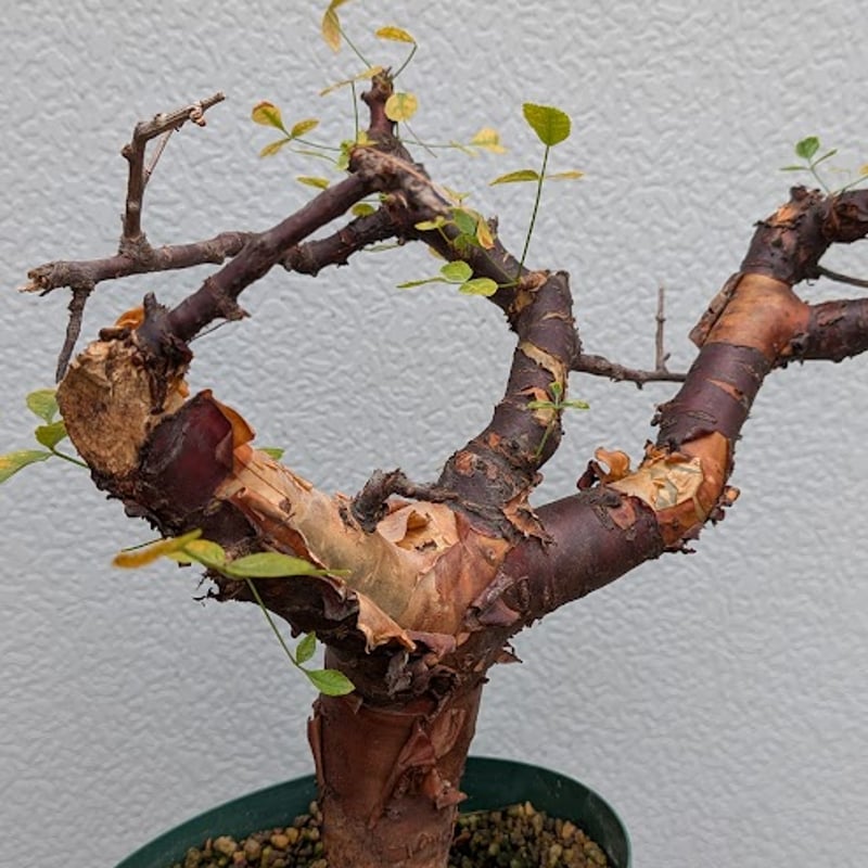 コミフォラ ボラネンシス 2 Commiphora boranensis | Mellow Yard