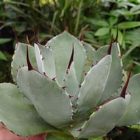 アガベ オバティフォリア オルカ 1 Agave ovatifolia variegated