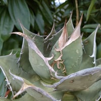 アガベ ジェントリー ジョーズ agave gentryi 
