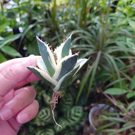 アガベ チタノタ スナグルトゥース ST17