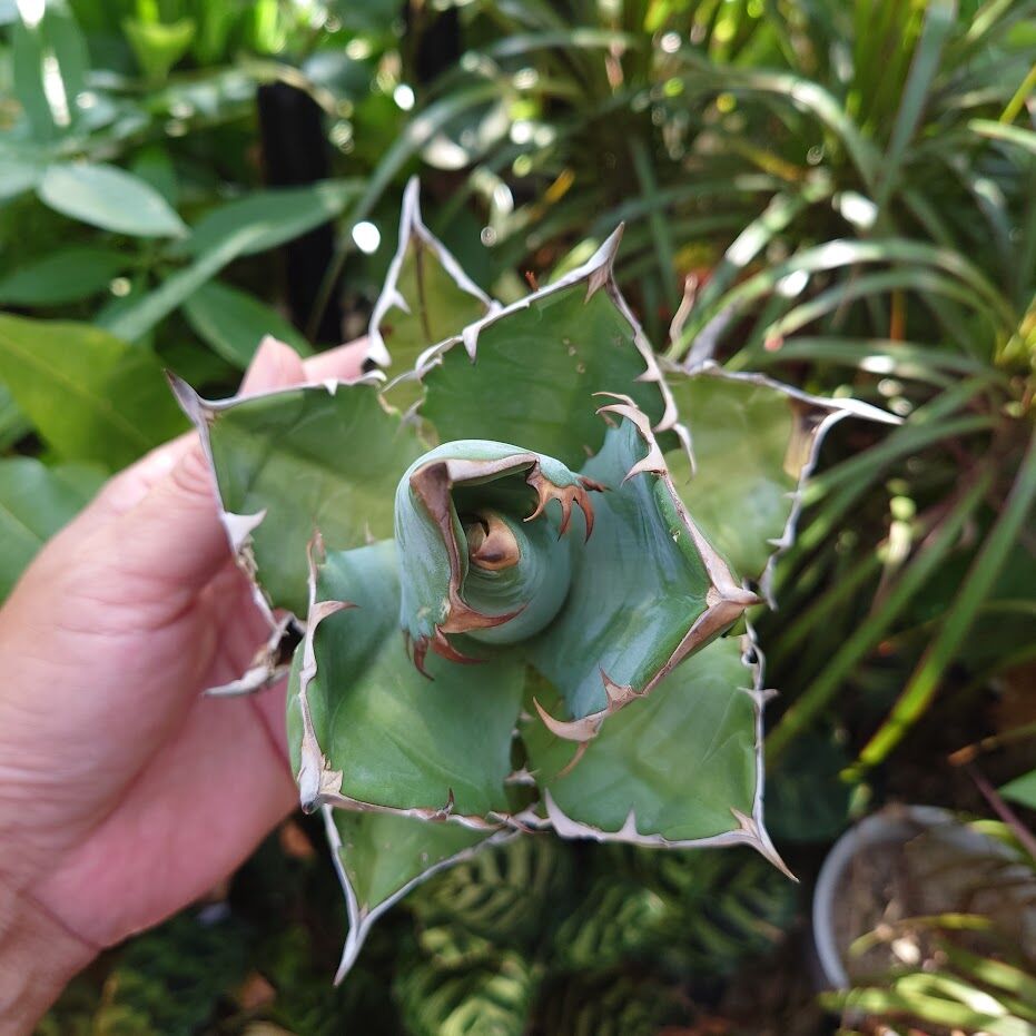 アガベ チタノタ オアハカ Agave titanota Oaxaca 19 アガベ チタノタ オアハカ Agave titanota Oaxaca 19 | Mellow