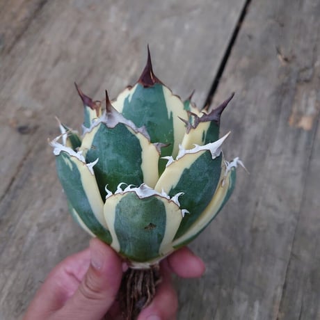 アガベ チタノタ スナグルトゥース 1