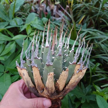 アガベ ユタエンシス ネバデンシス YN27 Agave uthaensis var. nevadensis