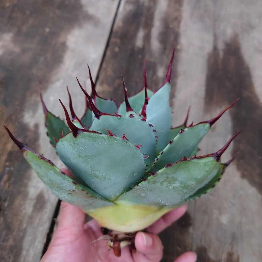 アガベ パリー トランカータ ラスト1株 agave parryi truncata 2 アガベ パリー トランカータ ラスト1株 agave parryi truncata 2