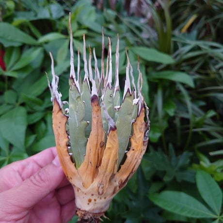 アガベ ユタエンシス ネバデンシス YN11 Agave uthaensis var. nevadensis