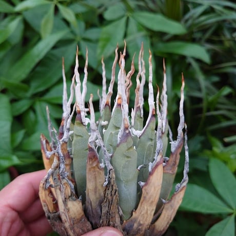 アガベ ユタエンシス ネバデンシス YN18 Agave uthaensis var. nevadensis
