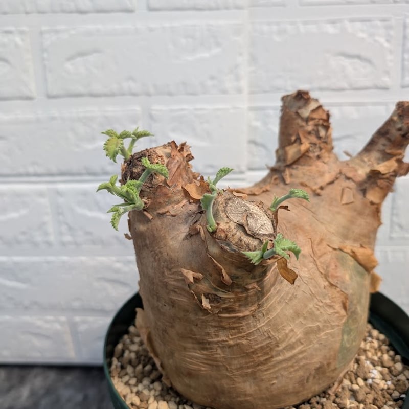 キフォステンマ マクロプス 5 Cyphostemma uter macropus 【発根