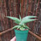 【送料無料】子株付き Sansevieria sp. \'Johannesburg\' ロリダ Lav.23395 サンスベリア ヨハネスブルク