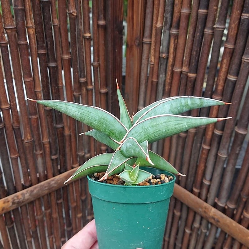 送料無料】子株付き Sansevieria sp. 'Johannesburg' ロリダ L