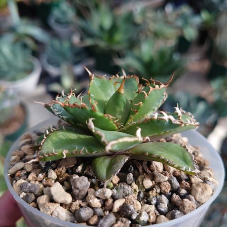 アガベ チタノタ フィリグリー 6 Agave titanota filigree