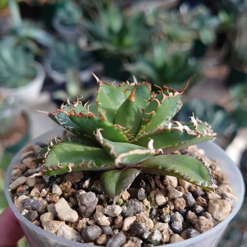 アガベ チタノタ フィリグリー 6 Agave titanota filigree | Mel