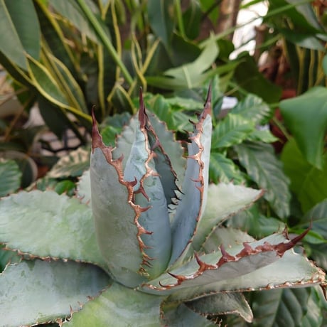 アガベ チタノタ ライオンズメーン メイン Agave titanota Lion's Mane  L10