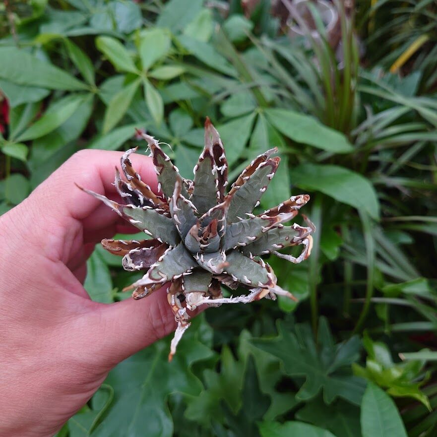 アガベ ユタエンシス ネバデンシス YN3 Agave uthaensis var. neva