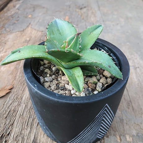 no.1 アガベ チタノタ Agave titanota 【送料全国一律500円】