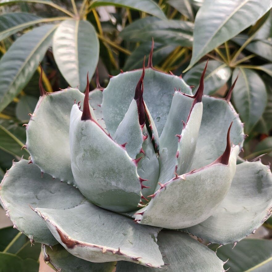 アガベ パリー トランカータ agave parryi truncata P1 | Mello アガベ パリー トランカータ agave parryi truncata P1 | Mello