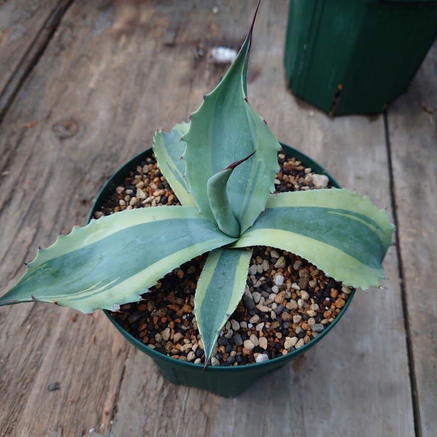 アガベ オバティフォリア オルカ 1 Agave ovatifolia variegated 