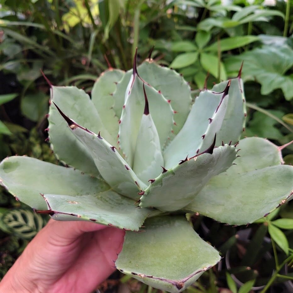 アガベ パリートランカータ アガベ パリー トランカータ agave parryi truncata P5 | Mello