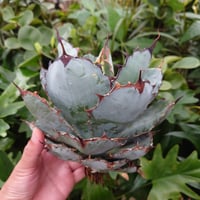 パリー・トランカータ no.1 アガベ パリー トランカータ agave parryi truncata 【発根