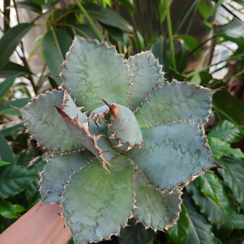 訳あり　アガベ　チタノタ　ライオンズメーン　core産 アガベ チタノタ ライオンズメーン Agave titanota Lion's Mane 【3.5