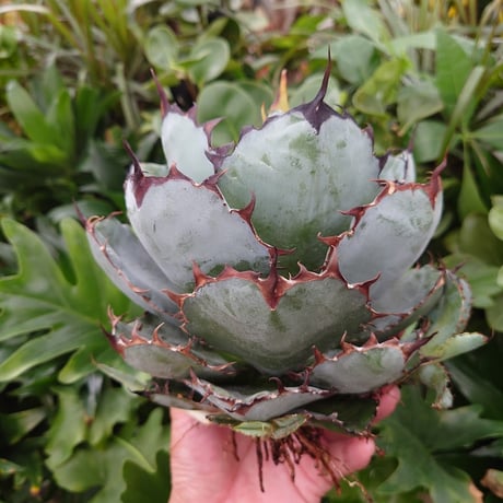 O様予約商品　アガベ チタノタ ブラックアンドブルー Agave titanota black&blue BB4 美株