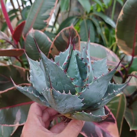 アガベ パラサナ グローブ agave parrasana globe P3
