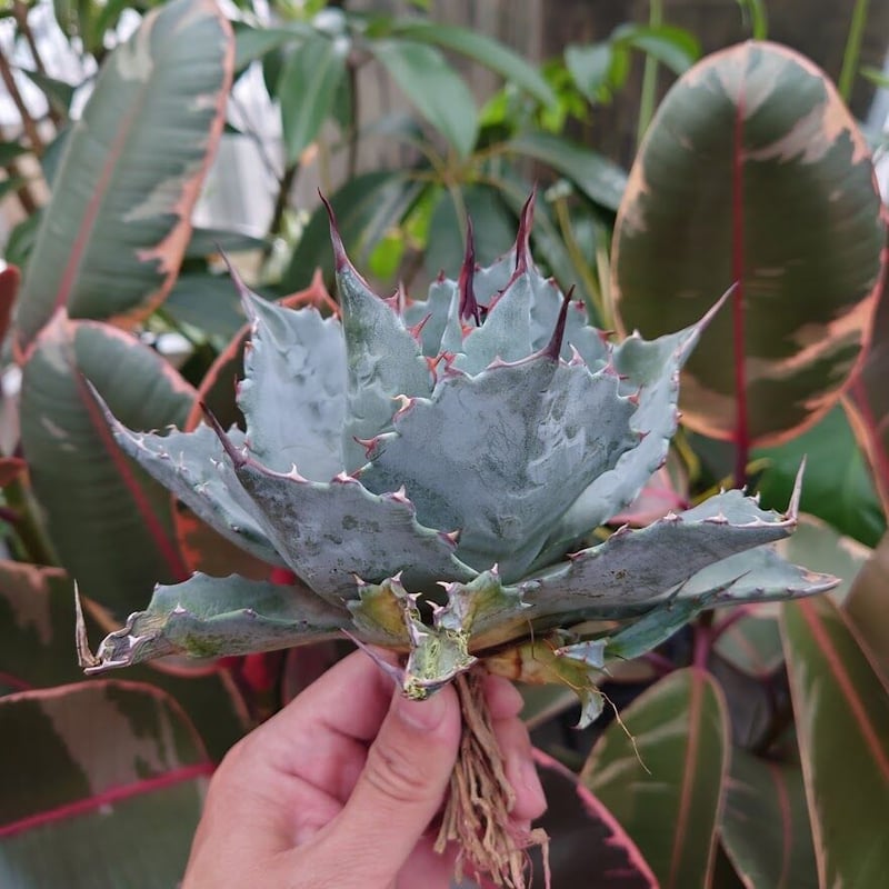 アガベ パラサナ グローブ agave parrasana globe P2 | Mellow