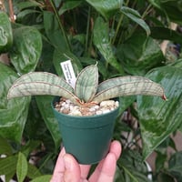 No.2 Sansevieria hallii Silver Bat サンスベリア シルバーバット