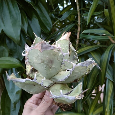 アガベ チタノタ オアハカ Agave titanota Oaxaca 1