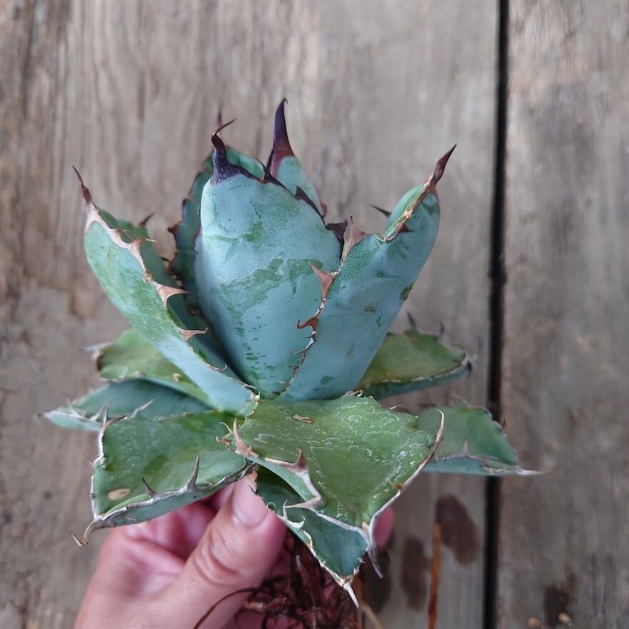アガベ チタノタ ブラックアンドブルー Agave titanota アガベ チタノタ ブラックアンドブルー Agave titanota