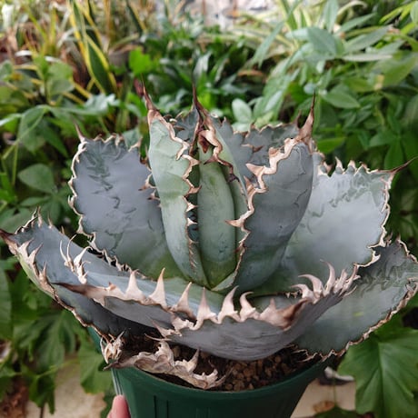 アガベ チタノタ ライオンズメーン メイン Agave titanota Lion's Mane L0